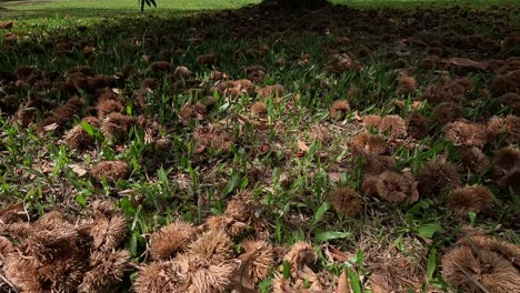 Under-the-fruit-trees,-the-ground-is-covered-with-chestnuts-and-their-hedgehogs-hindering-the-growth-of-grass,-grass,-descriptive-crane-shot-coming-down-in-the-foreground