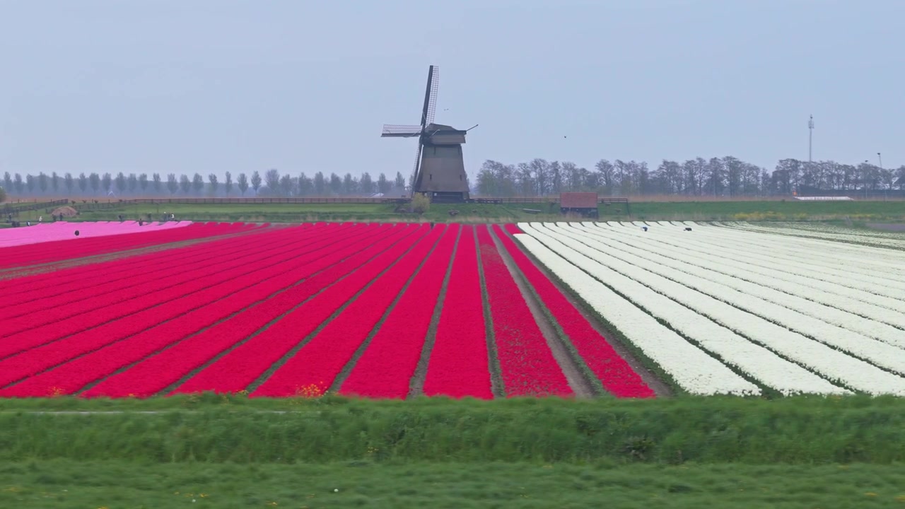 Pittoresk landskap fra Holland med en tradisjonell nederlandsk vindmølle og livlige rader med røde og hvite tulipaner som blomstrer på en våråker