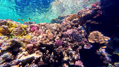 arrecifes de coral y cardúmenes de hermosos peces azules de rayas amarillas