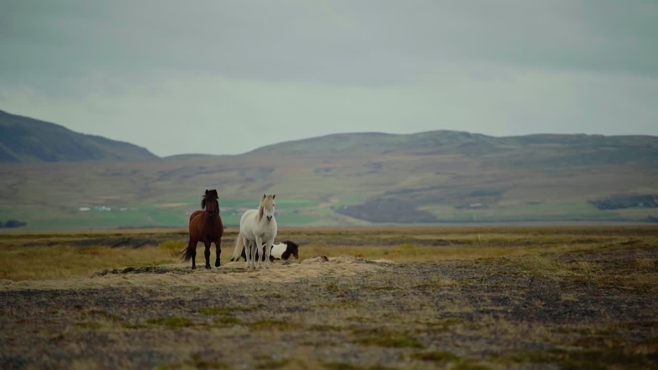 Icelandic Horses in a Mountainous Landscape