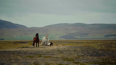 icelandic horses in a mountainous landscape