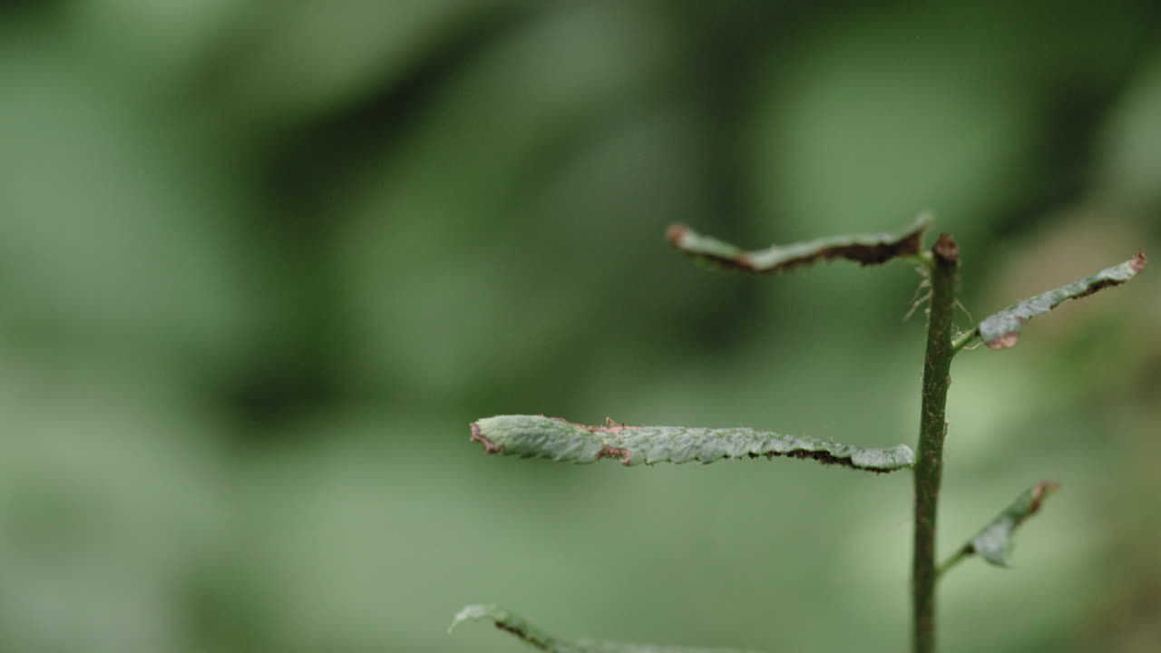 tiro macro de hojas verdes en un bosque