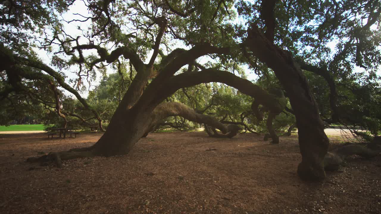 majestuosos robles viejos en un parque