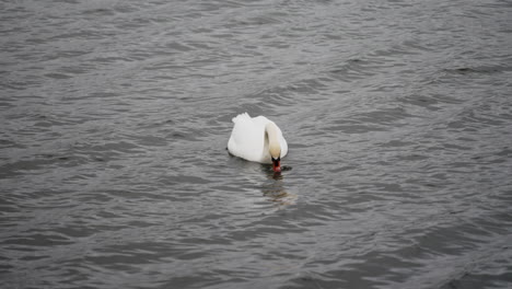 slow motion shot of swan feeding with its head underwater then bringing back above water