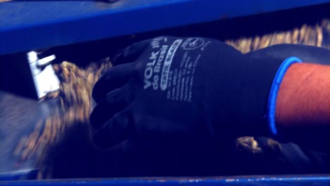 inspecting the unroasted coffee beans as the come out of the gravity separator at the factory - isolated close up
