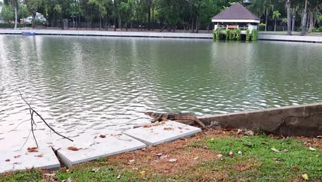 lizard moving near lake in bangkok garden