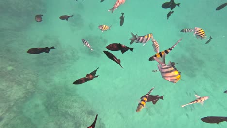 People-Swimming-With-Colorful-Tropical-Fish-In-Oahu