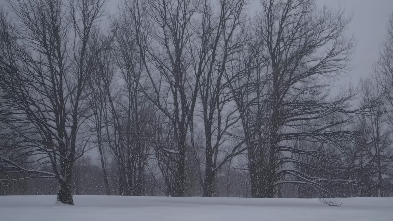 A serene winter landscape video captures snow-covered fields and bare trees from a low angle