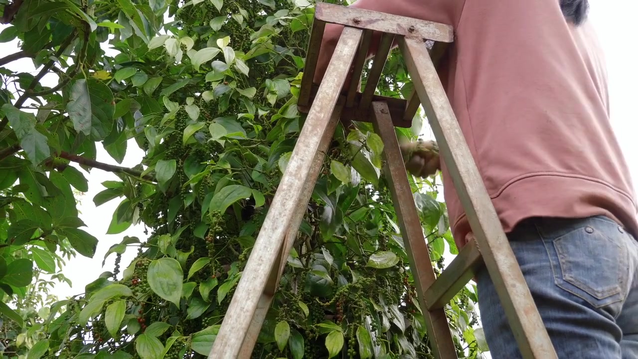 Persona su una scala che pota un albero di agrumi e rimuove foglie secche durante la manutenzione del frutteto. Cura di alberi da frutto sani in giardino alla luce del giorno.