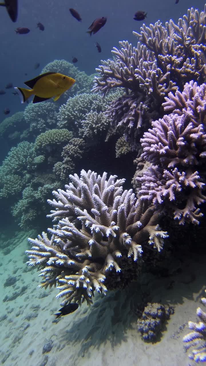 Barriera corallina vivace con pesci tropicali che nuotano sott'acqua