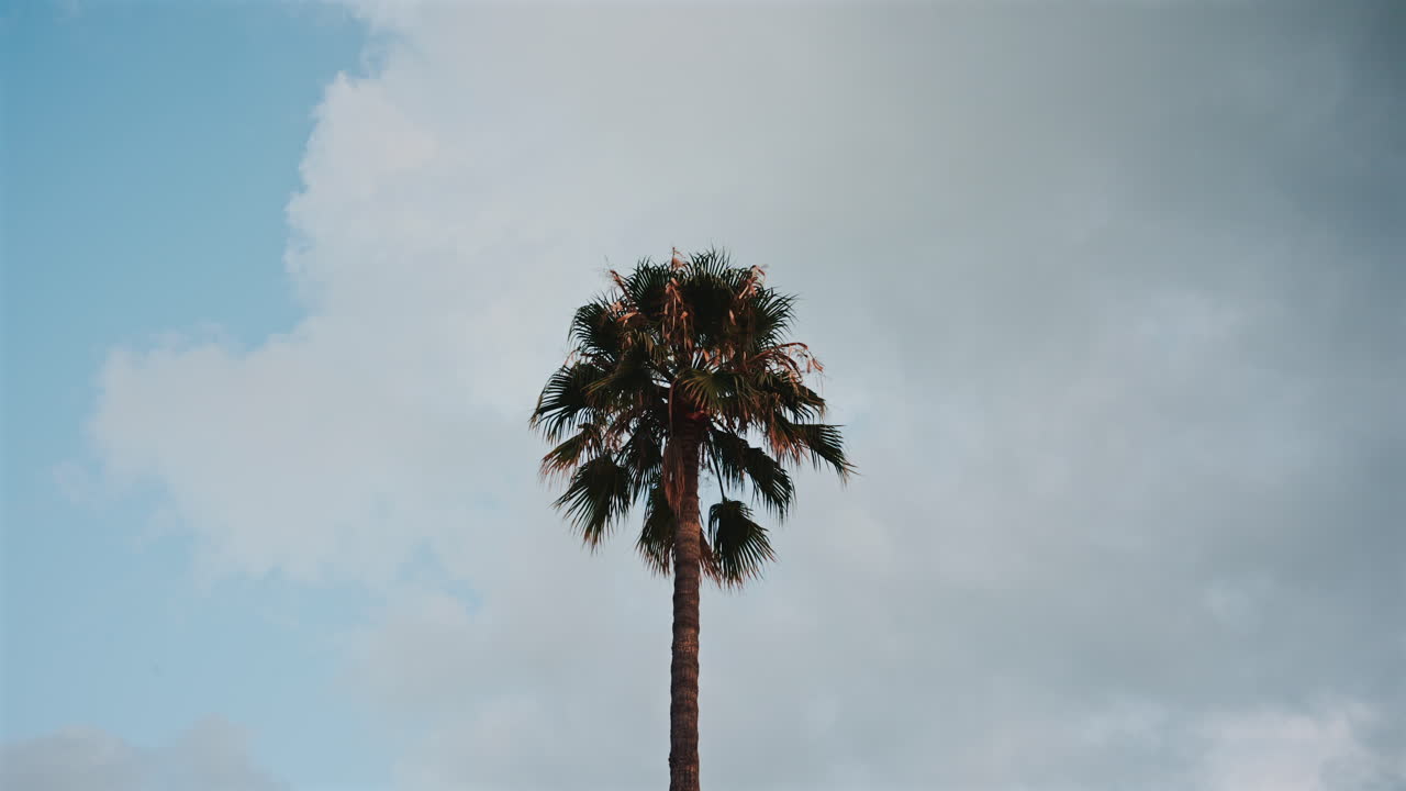 Palm tree against a partly cloudy sky, centered in the frame