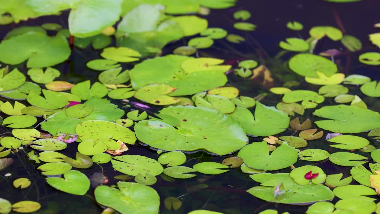 Green water lilies and aquatic plants float peacefully on a pond in Thailand, creating a calming natural scene with gentle reflections
