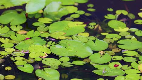lirios de agua verdes y plantas acuáticas flotan pacíficamente en un estanque en tailandia, creando una escena natural calmante con reflejos suaves