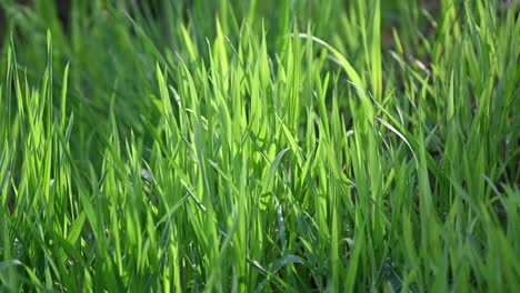 Grashintergrund-Frühling-Am-Morgen