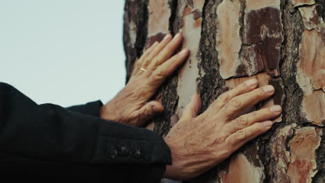 hands of an elderly man touches the bark of a tree trunk