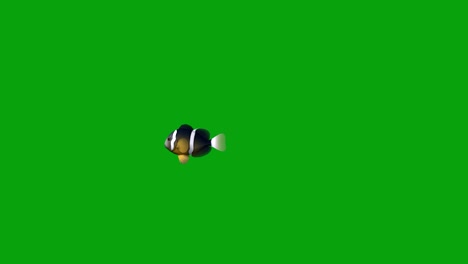 gráficos de movimiento de peces nadadores con fondo de pantalla verde