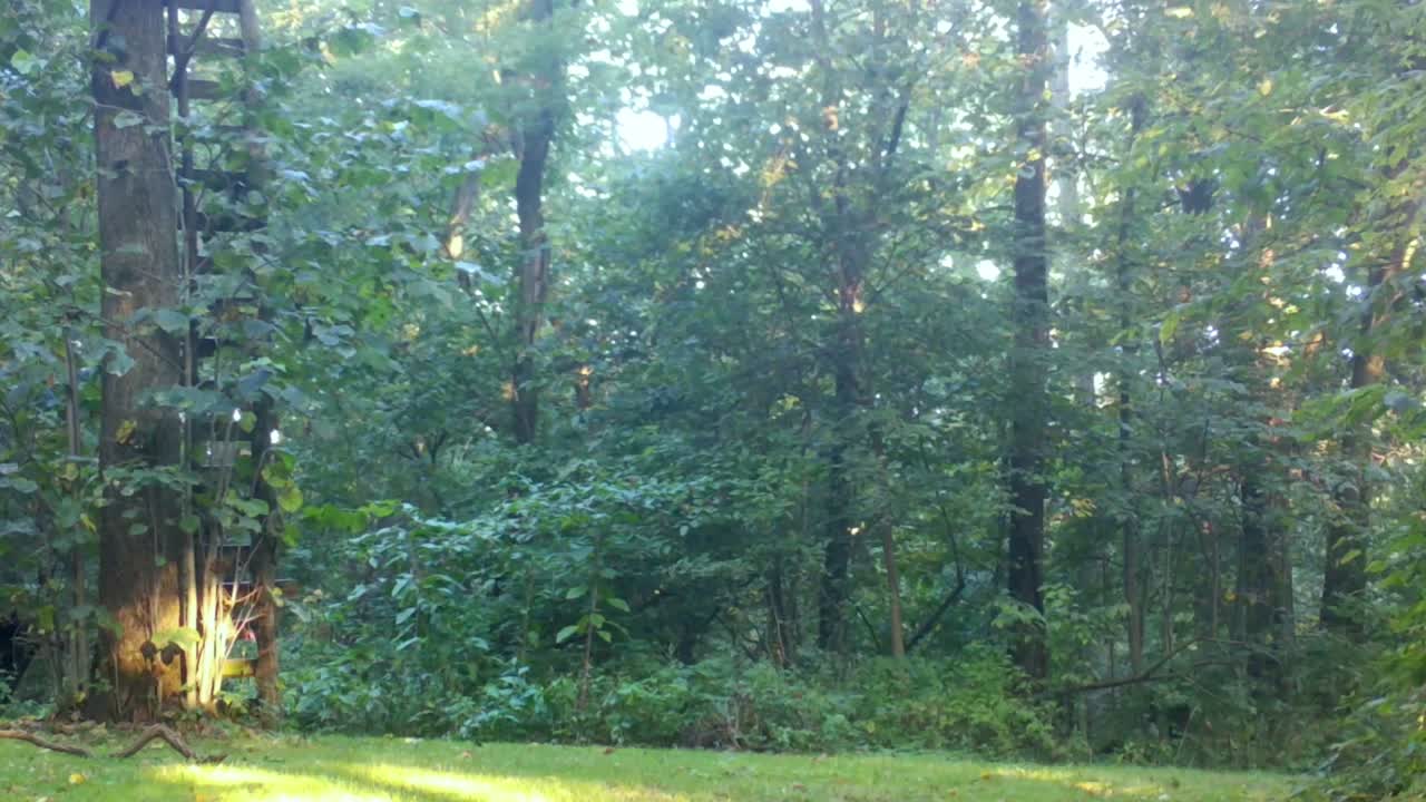 세 마리의  리 사은 가을에 상부 중서부에서 루트 동안 숲에서 청소를 통해 실행