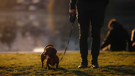 owner man walking his cute dachshund dog wagging tail in slow motion in the park at sunset