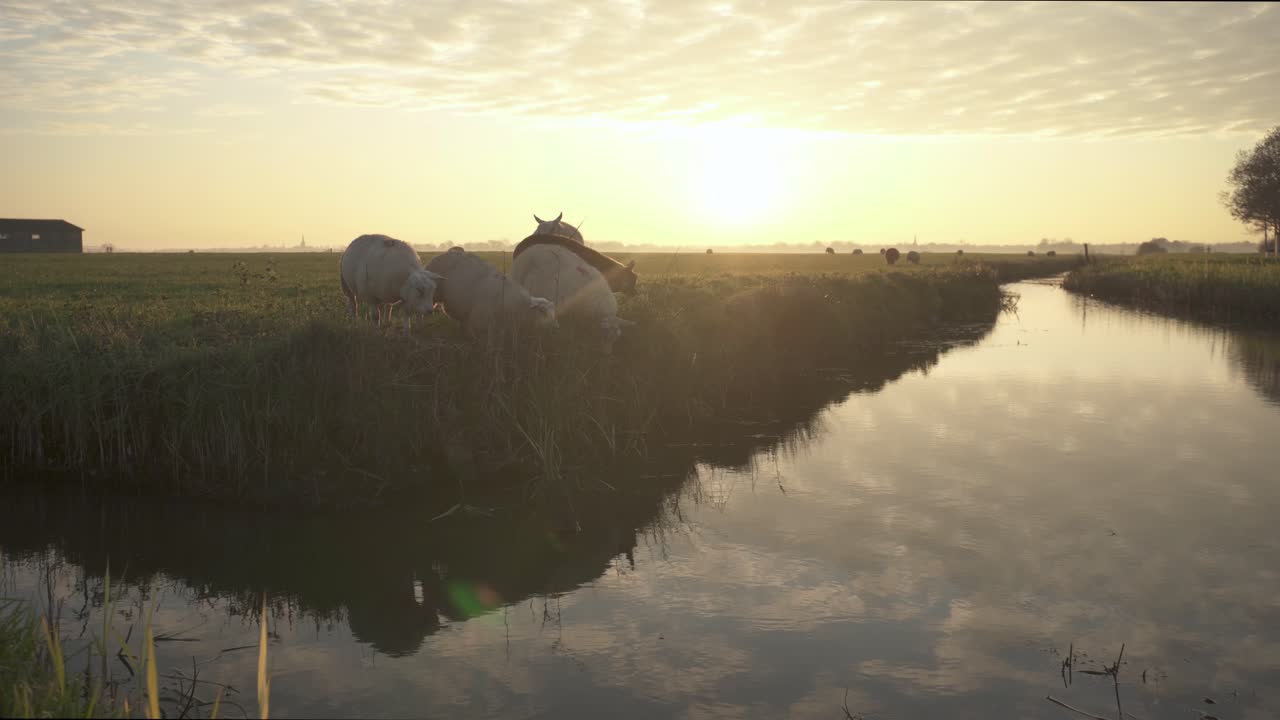 Sheep grazing on grassland river embankment at sunset