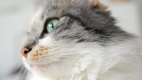 deep green eyes of fluffy cat, close up view
