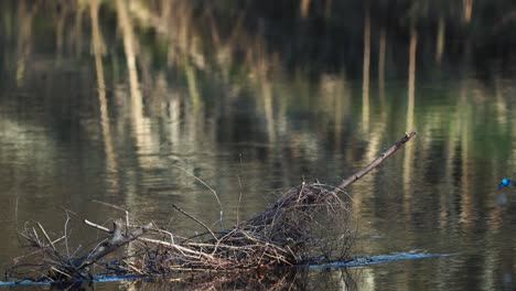 common kingfisher is sitting on the branches near river looking for food and nest
