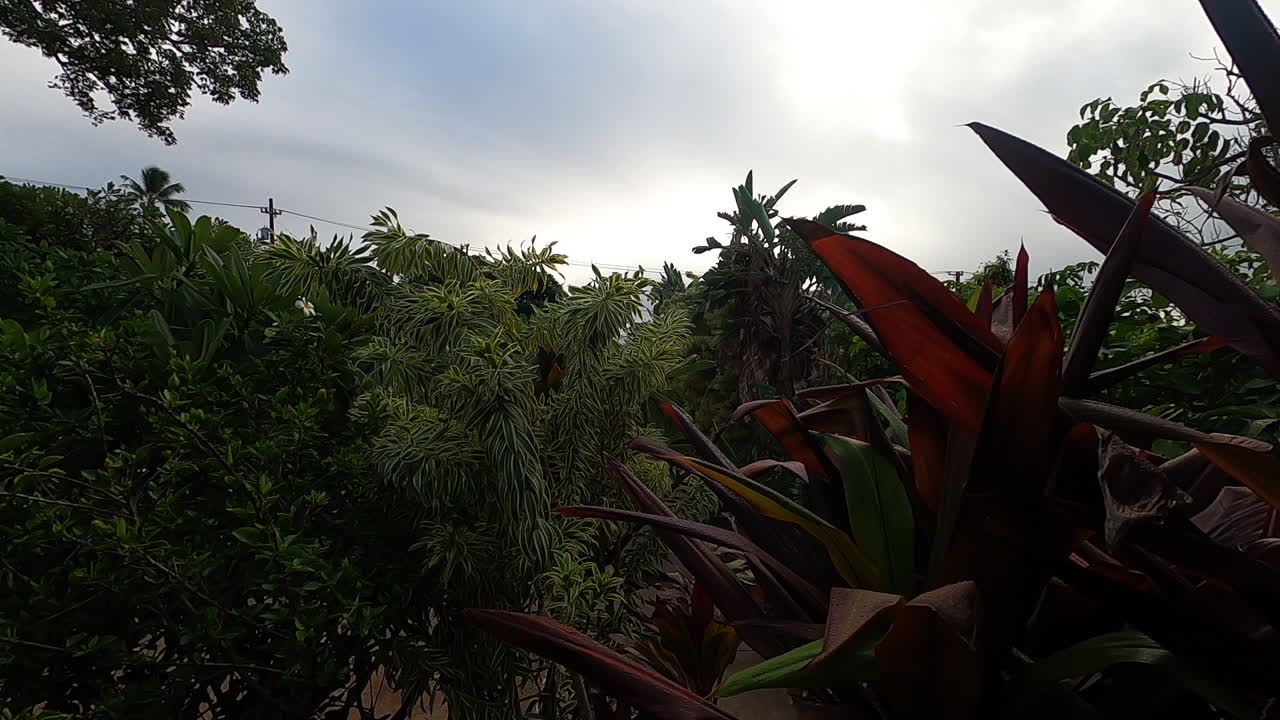 Nuvole che passano in time-lapse sopra piante alle Hawaii