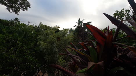 Las-Nubes-Pasan-En-El-Lapso-De-Tiempo-Sobre-Las-Plantas-En-Hawaii