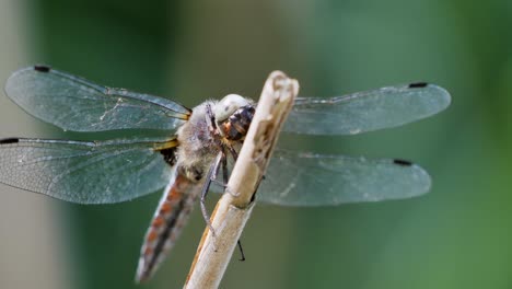 libélula descansando sobre una ramita con fondo verde y volando