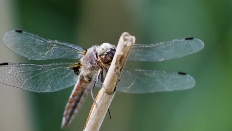 dragonfly resting on a twig with green background and flying away