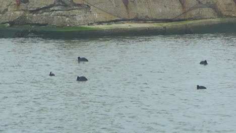 Eurasian-coot-flock-swimming-in-the-water-and-looking-for-food,-overcast-day,-distant-shot