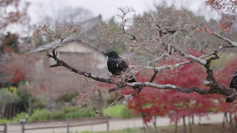 Japanese-Crow-sitting-in-Autumn-Tree,-Red-Maples-in-Kyoto