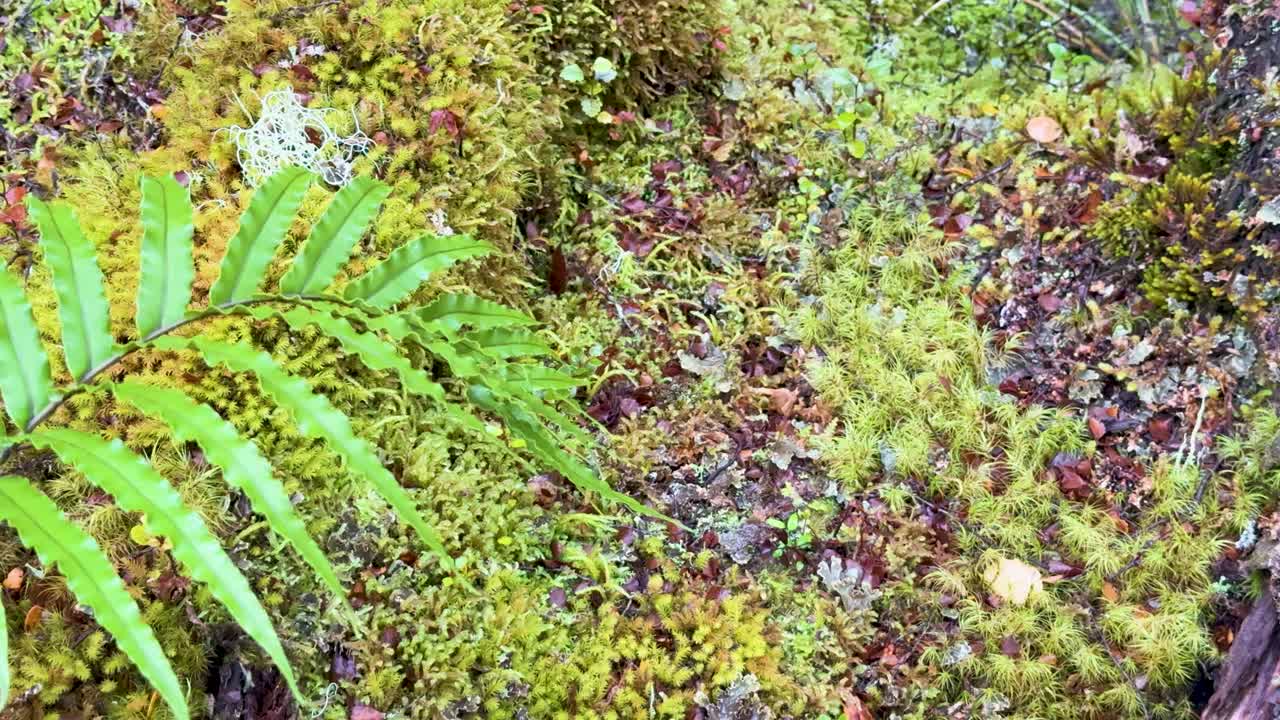 Camera slowly pans across lush green fern, moss, and forest floor vegetation in moist, natural light on the Routeburn Track near Glenorchy, New Zealand