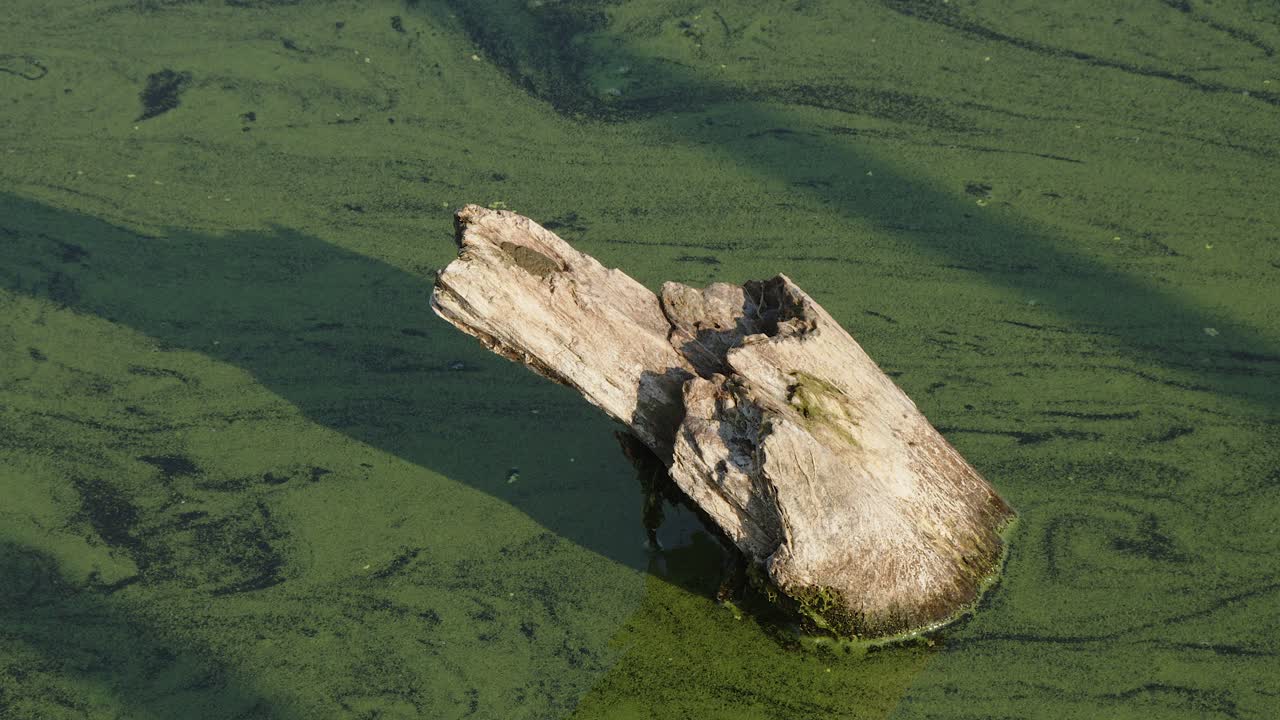 Closeup dead old tree trunk sticks out of water filled with green algae