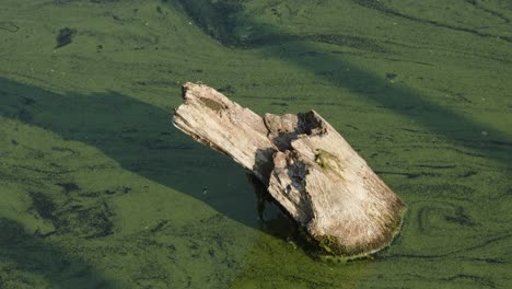 Closeup dead old tree trunk sticks out of water filled with green algae