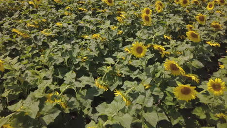 Toma-Aérea-Cercana-De-Girasoles,-Incline-Hacia-Arriba-Para-Revelar-Un-Enorme-Campo-Amarillo