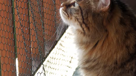 a black and white adult cat resting on a terrace