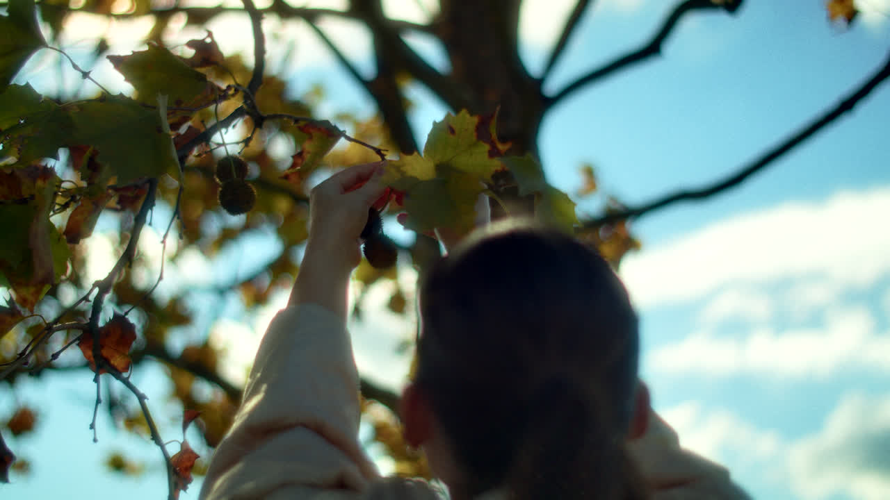 Woman Picking Chestnuts from a Tree in Autumn