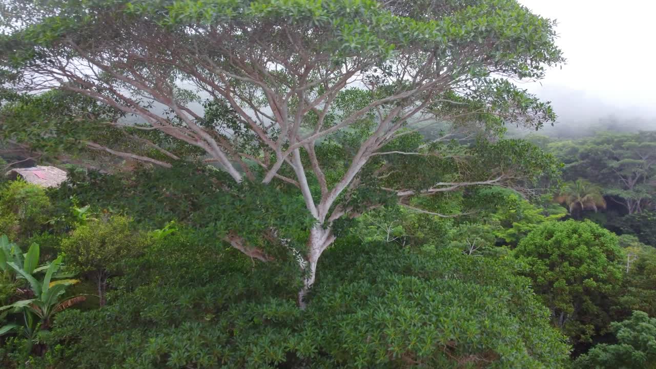 Lush green canopy of a giant tree in misty Minca, Colombia, enveloped by the vibrant jungle