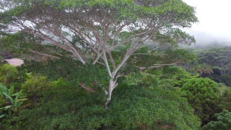 lush green canopy of a giant tree in misty minca, colombia, enveloped by the vibrant jungle