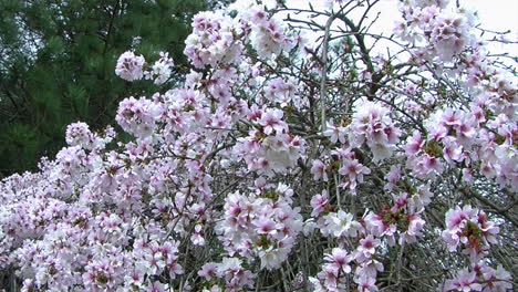 la cámara gira hacia abajo y se inclina hacia el cerezo llorón cubierto de flores en primavera