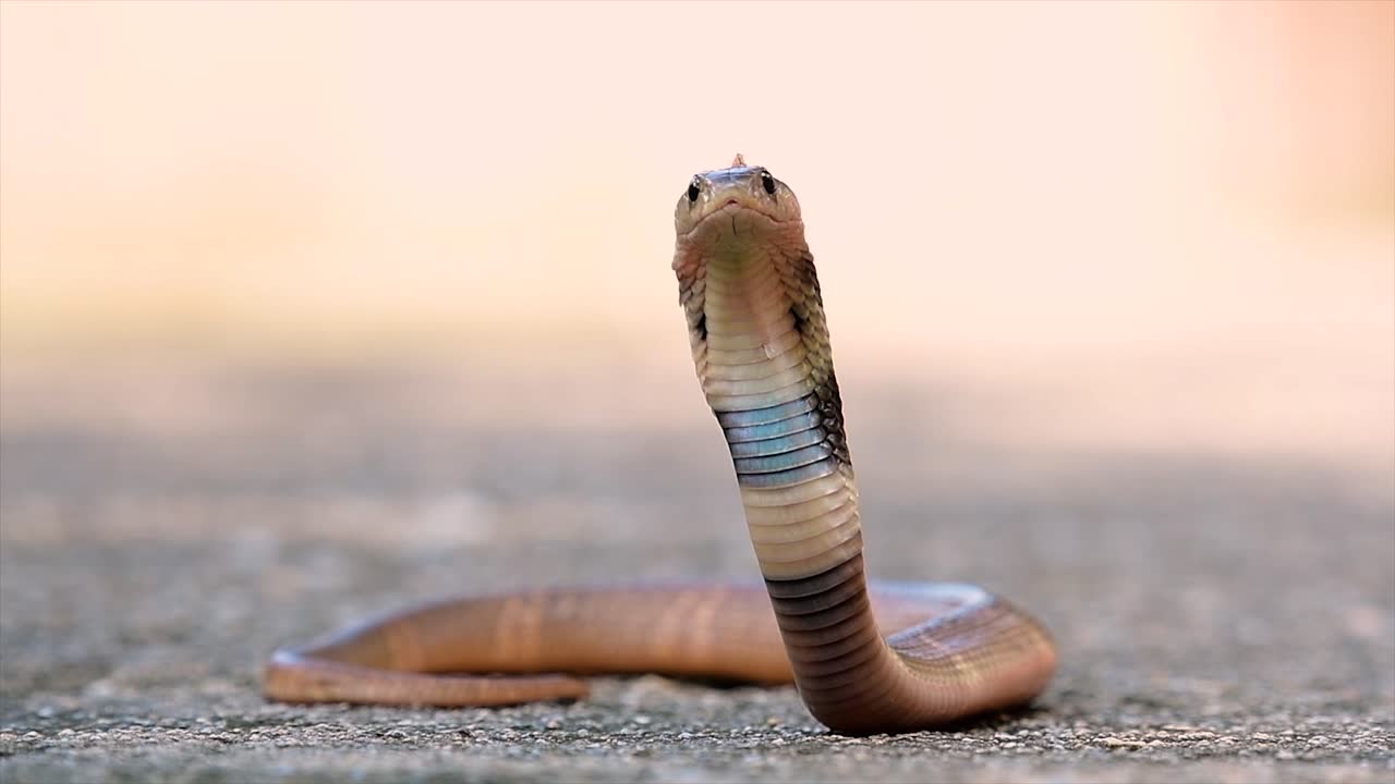 una cobra de tamaño mediano con un cuerpo delgado en comparación con otras cobras