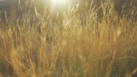 Spektakuläres-Goldenes-Gras,-Das-Sich-Im-Wind-Wiegt