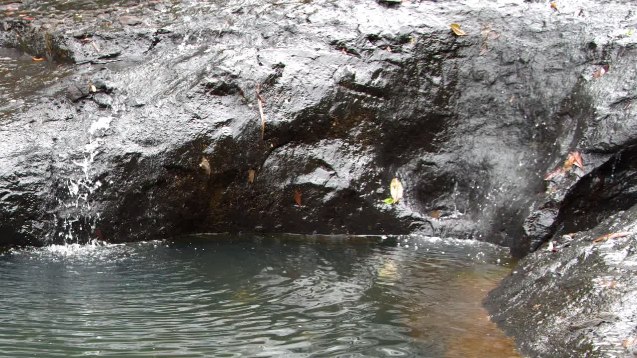 Inquadratura media fissa di acqua che gocciola in una pozza naturale di roccia all'interno di una giungla tropicale.