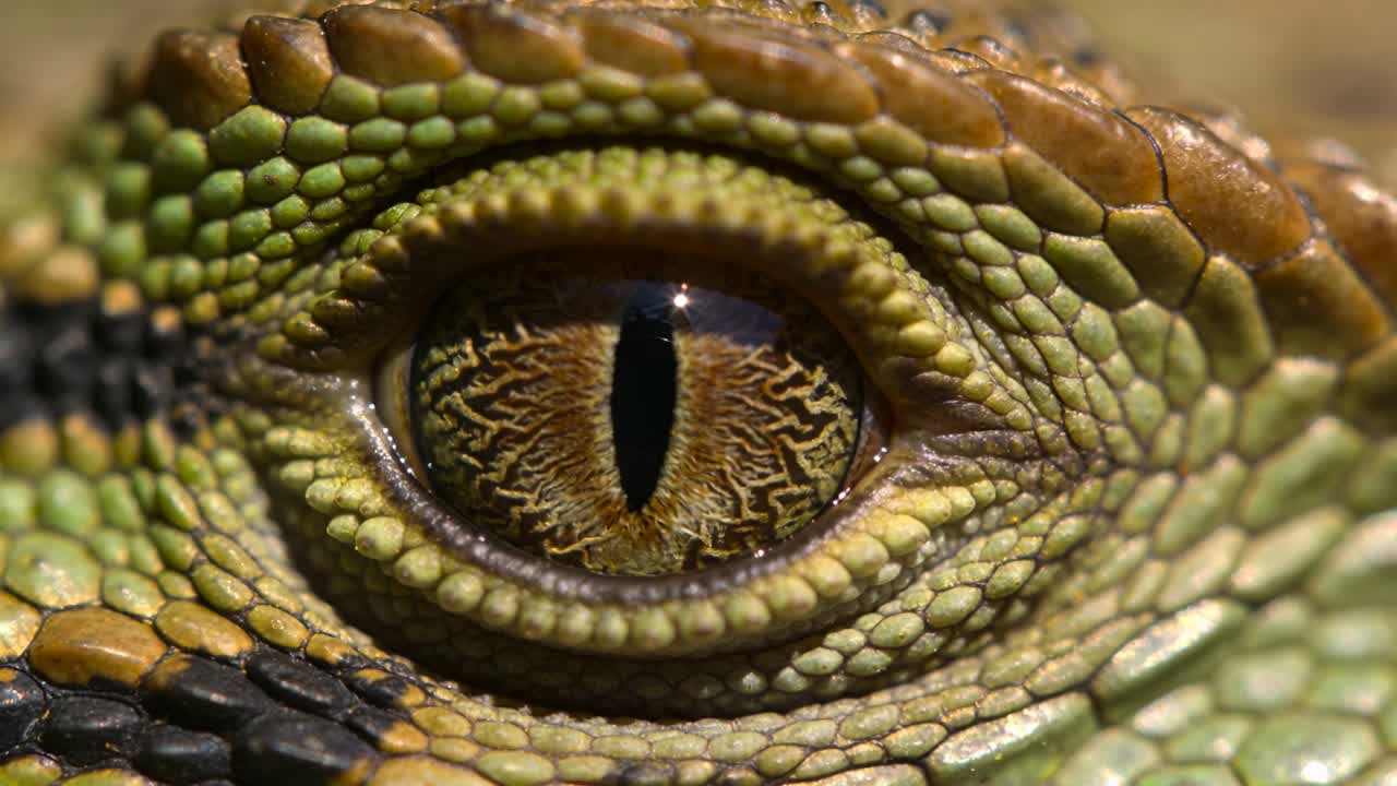 Occhio di rettile che mostra uno spostamento del riflesso da una luce direzionale mentre la pupilla si restringe, rivelando l'iride.