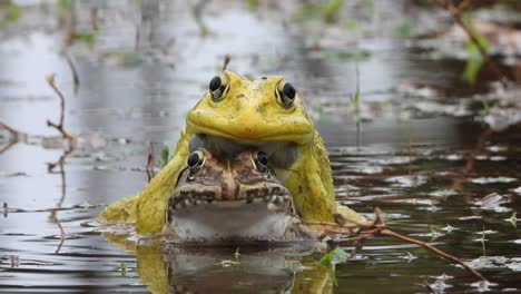 frog matting in pond area