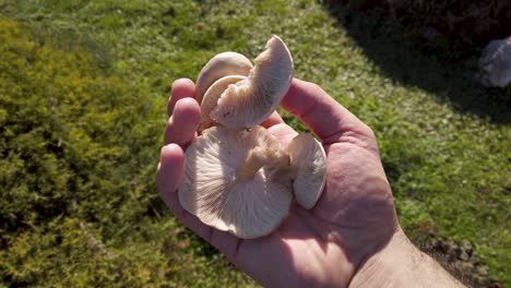 mano sosteniendo setas silvestres recogidas en una pradera soleada, primer plano