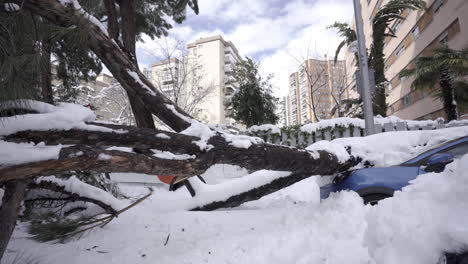 Fallen-trees-disaster-from-Filomena-storm-Madrid-Spain