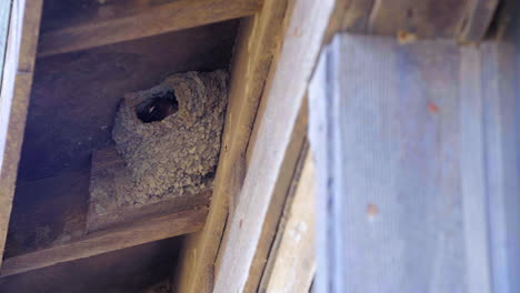 Ein-Nest-Hoch-Oben-In-Den-Sparren-Aus-Schlamm-Schützt-Die-Küken-Von-Klippenschwalben-In-Kalifornien