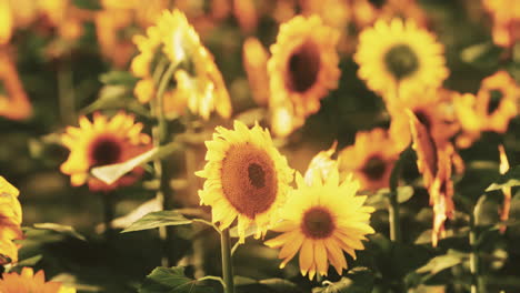 campos de girasoles en la cálida luz de la tarde