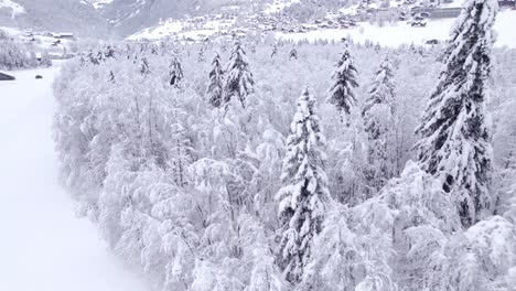 Empujando-A-Lo-Largo-Del-Borde-Del-Bosque-De-Abetos-Y-Alisos-Cubiertos-De-Nieve-En-Suiza